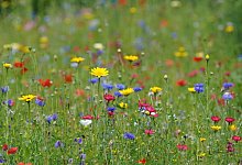 Wildblumenwiese - Marcus Brandt/dpa/dpa-tmn