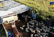 Fleischskandal in Madrid enthüllt - ---/Guardia Civil de España/dpa