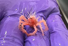 Baby-Königskrabbe ist Internethit - Sasha Francis/NOAA/dpa