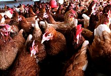 Verseuchtes Futter: Die H&uuml;hner in den betroffenen Betrieben m&uuml;ssen geschlachtet werden. - Andreas Fr&uuml;cht