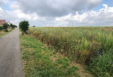 Bl&uuml;hwiese - Alexandra Schaller