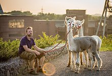 Flauschige Begleitung: Bei Daniel\'s kleiner Farm in Castrop-Rauxel kann man Alpaka-Wanderungen buchen. - K. Andreas/321schnappschuss/Daniel&acute;s kleine Farm/dpa-tmn