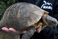 Griechische Landschildkr&ouml;te - Foto: Holger Hollemann/dpa