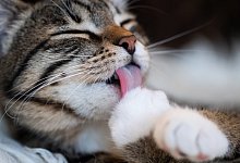 Katze - Foto: Franziska Gabbert