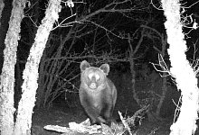 Braunb&auml;r gesichtet - Foto: Zeitun Films/dpa