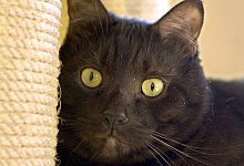 Sensible Haustiere - Foto: Jens Schierenbeck/dpa-tmn