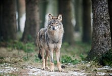 Wolf - Bernd Thissen/dpa