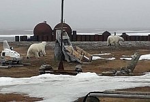 Eisb&auml;ren am Nordpolarmeer - Foto: -/WWF/dpa/Archivbild