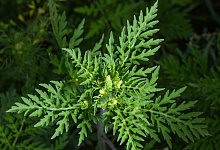 Ambrosia - Patrick Pleul/dpa-Zentralbild/dpa