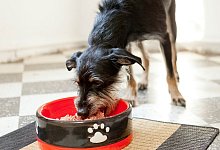 Streuner nur langsam aufp&auml;ppeln - Foto: Monique W&uuml;stenhagen/dpa-tmn