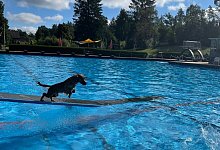 Hundeschwimmen - F&ouml;rderverein Freibad Fischerteich
