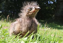 Nachwuchs - Foto: Wolfgang Runge