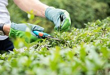 Person schneidet eine Hecke - Christin Klose/dpa-tmn