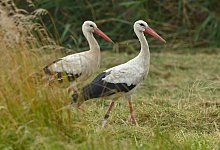Zwei St&ouml;rche stehen auf einer Wiese - Patrick Pleul/dpa-Zentralbild/dpa-tmn