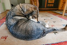 Hund - Foto: Markus Scholz