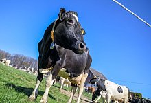 Milchk&uuml;he - Christoph Reichwein/dpa