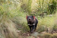 Tasmanische Teufel vermehren sich - Foto: David Stowe/Aussie Ark/dpa