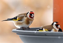 V&ouml;gel auf der Futtersuche - Foto: Patrick Pleul/dpa-Zentralbild/dpa-tmn