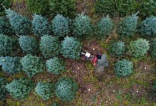 Weihnachtsb&auml;ume in Gro&szlig;britannien - Foto: Steve Parsons/PA Wire/dpa