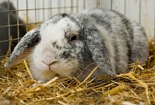 Widderkaninchen - Foto: Franziska Gabbert/dpa-tmn