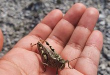 Gefleckte Schnarrschrecke - Foto: Inci Livia Baez/Senckenberg/dpa