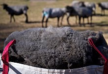 Schafswolle - Foto: Daniel Naupold