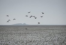 Wattenmeer - Christian Charisius/dpa