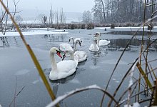 Schwäne schwimmen auf einem Weiher - Thomas Warnack/dpa/dpa-tmn