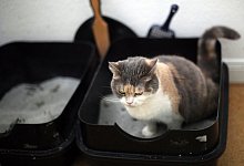 Katzentoilette - Foto: Ina Fassbender