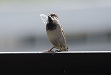 Nestbau - Soeren Stache/dpa-Zentralbild/dpa