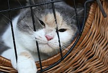 Katze im Transportkorb - Foto: Ina Fassbender/dpa-tmn