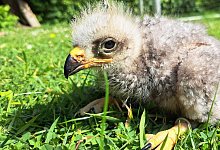 schwarzer-milan-2025-jungvogel_foto-uwb - 1 - Umweltbetrieb/Stadt Bielefeld