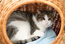 Tiersitter gesucht - Foto: dpa