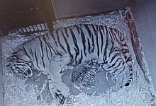 Zwei Amurtiger im K&ouml;lner Zoo geboren - Alexander Sliwa/K&ouml;lner Zoo/dpa