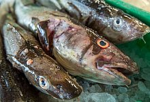 Dorsche - Foto: Jens B&uuml;ttner/dpa-Zentralbild/dpa