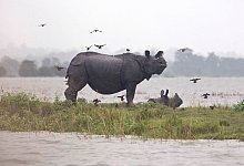 Hochwasser in Indien - picture alliance / Anupam Nath/AP/dpa
