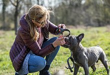 Das passende Hundegeschirr finden - Foto: Christin Klose/dpa-tmn