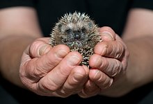 Igeljunges - Foto: Klaus-Dietmar Gabbert