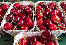 Kirschen auf dem Markt - Christian Böhmer/dpa