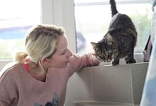 Katzenstreichler im Tierheim - Daniel Löb/dpa