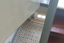 Entwischte Kobra - Foto: Collin Bleck