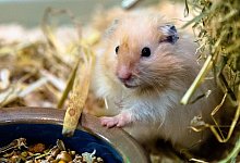 Ein Goldhamster am Futternapf - Foto: Markus Scholz/dpa-tmn