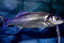 Wolfsbarsch im Nordsee-Bereich des Aquarium Wilhelmshaven - Hauke-Christian Dittrich/dpa
