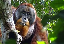 Orang-Utan - Safruddin/Max-Planck-Institut f&uuml;r Tierverhalten/SUAQ foundation/dpa