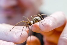 Spinne - dpa: Markus Scholz