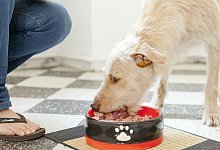 Gesundes Futter - Foto: Monique W&uuml;stenhagen/dpa-tmn