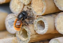 Wildbiene - Foto: Patrick Pleul/dpa-Zentralbild/ZB