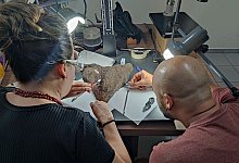 Forscher beschreiben fossile Riesenschildkr&ouml;te &laquo;Maturin&raquo; - --/Senckenberg Gesellschaft f&uuml;r Naturforschung/dpa