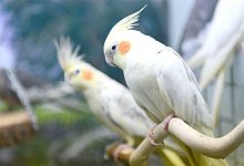 Nymphensittiche - Foto: Caroline Seidel