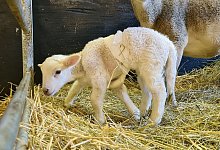 Sechsbeiniges Schaf - Tobias Junghann&szlig;/dpa-Zentralbild/dpa